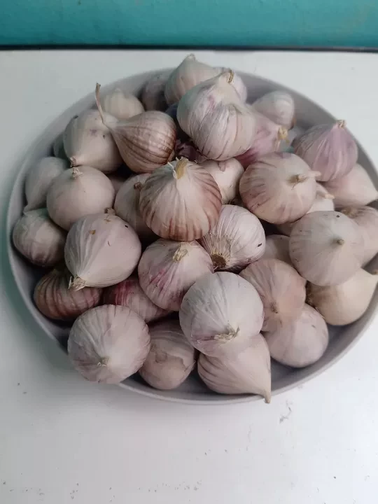 Single Imported Garlic! 1KG Kilo Medium And Large Fresh!!!